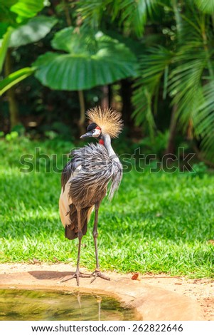 Magnificent Crowned Crane. Picturesque bird in the South American zoo of exotic tropical birds