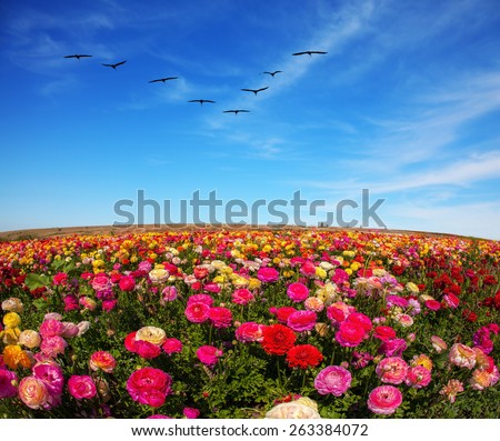 Flowers grow stripes of different colors - red, pink, maroon and yellow. Flies over a field flock of cranes