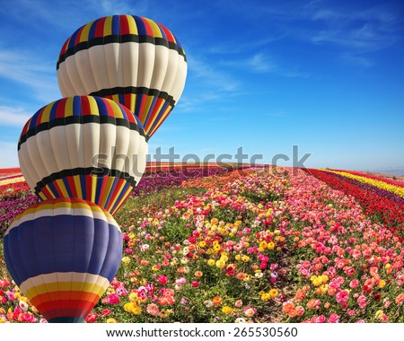 The cluster from three big balloons is decorated a landscape. Big fields of multi-colored buttercups. Spring windy day on a flower farm.