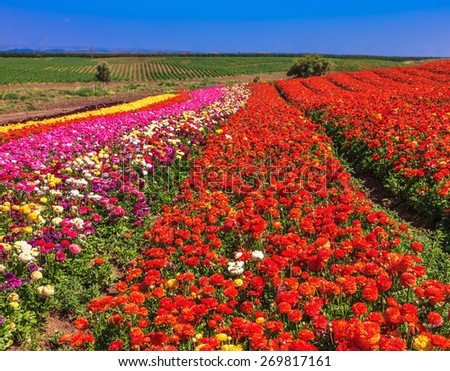 Flowers planted with broad bands of different colors. Spring fine day. Field of multi-colored decorative flowers buttercups Ranunculus