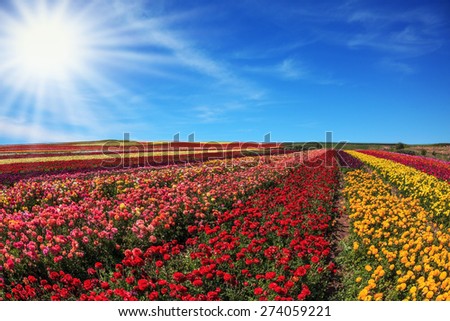 Bright spring sun.  Flowers planted with broad bands of bright colors - red  and yellow. Field of multi-colored decorative buttercups Ranunculus Bloomingdale