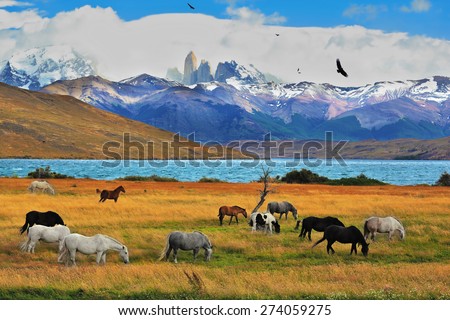Lake Laguna Azul in the mountains. On the shore of Laguna Azul grazing horses. Magical landscape in the national park Torres del Paine, Chile