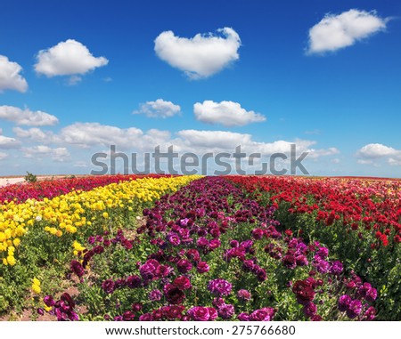 Endless fields of purple, yellow and red flowers. Spring on a farm on cultivation of buttercups garden.