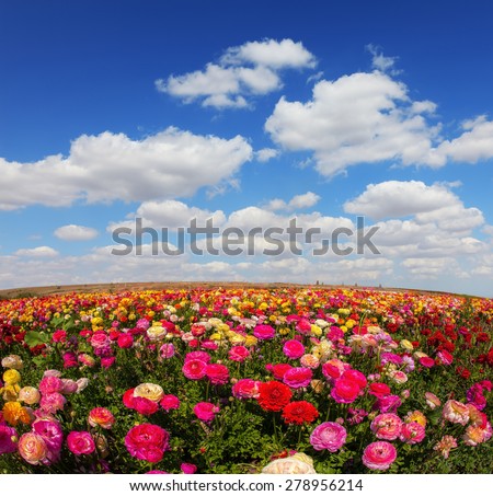 Spring flowering garden large buttercups - ranunculus. Flowers are grown for export in the Nordic countries