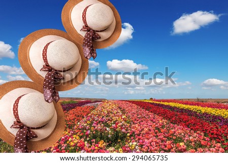 Beautiful elegant wide-brimmed hats decorated with spring landscape. Bright colorful blooming field of buttercups