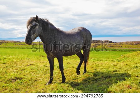 Beautiful horse grazing in  meadow near the farm. Farmer sleek gray horse. Iceland in July