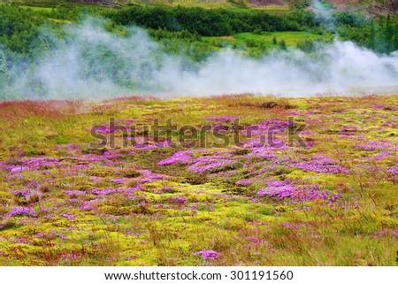 Summer Iceland. Earth smokes underground heat. Blooming on the lawn moss