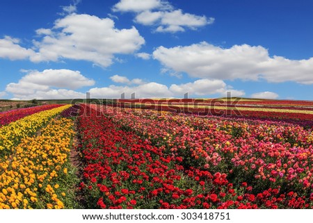 Farmer fields with the flowers which are grown up for sale for export. The blossoming garden buttercups