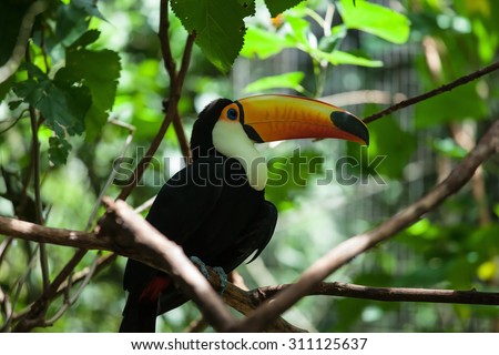 Toco toucan in the reserve of exotic tropical birds. Large bird with bright plumage and a huge yellow beak