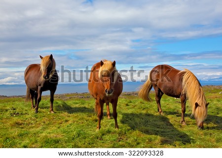 Three Icelandic horses on the shore of the fjord. Beautiful horse chestnut suit with white manes on free ranging