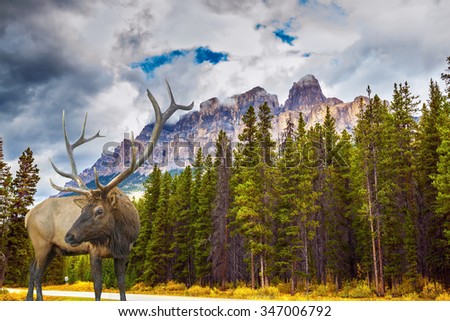 Fantastic deer with branchy horns on an edge of coniferous forest. Magnificent multi-colored \