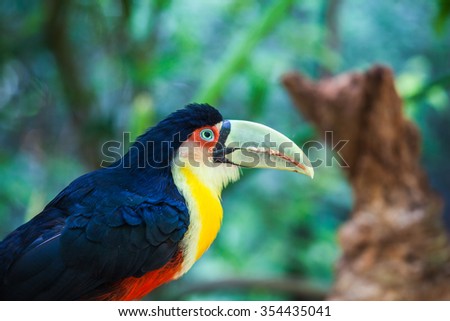 Large bird with bright plumage and huge beak. Toucan in American zoo of exotic tropical birds
