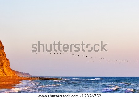Flight of birds of passage above sea coast on a sunset