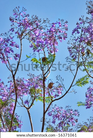 Blossoming branches of a tree on a background of the blue spring sky
