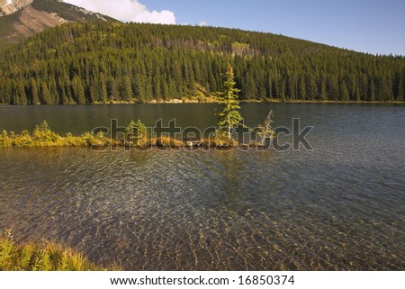 The small pine growing on a shallow in northern lake in Canada