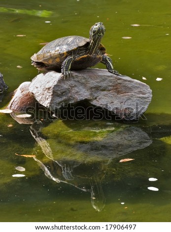 Big turtle standing on a rock in the middle of lake
