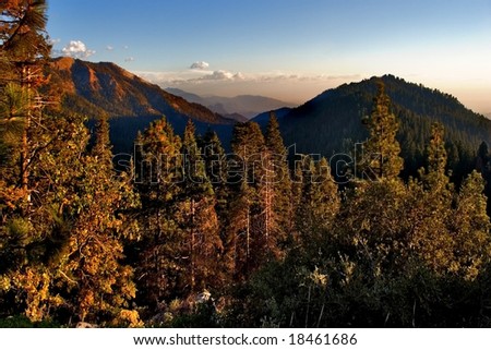 Mountainside and giant trees lit by the sun