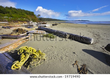 Ocean coast on island Vancouver, logs, seaweed and dry trees