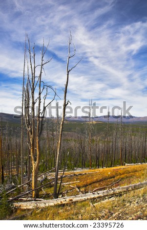The rests of the lost forest and stubs on slopes of gorge in clear day. More magnificent pictures from the American and Canadian National parks you can look hundreds in my portfolio. Welcome!