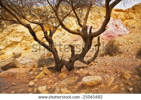 Ancient mountains and dry trees in vicinities of Red sea
