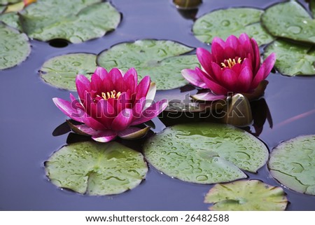 Pond with the blossoming pink lilies, reflecting clouds and the sun
