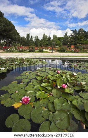 Magnificent garden of roses and lilies in spring Madrid