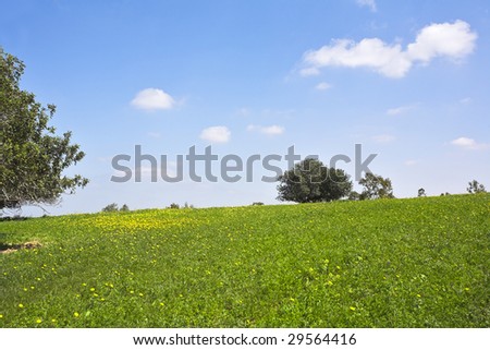 Midday on blossoming hills of hot coast of Mediterranean sea - a grass, chamomiles and trees