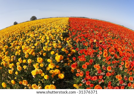 Magnificent field of yellow and red buttercups on a sunset, photographed by an objective \