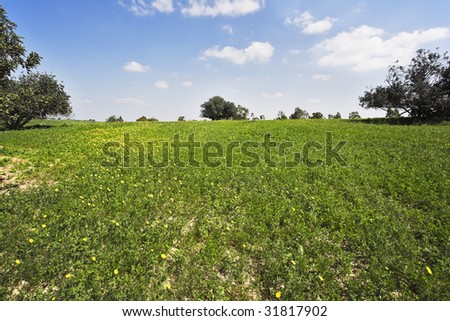 Midday on blossoming hills of hot coast of Mediterranean sea - a grass, camomiles and trees