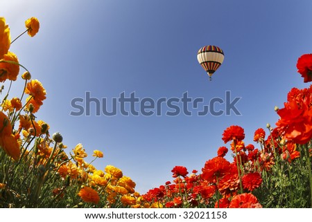 Huge balloon above blossoming meadows, photographed by an objective \