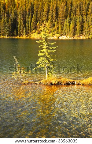 The small tree shined by the sun growing on a shallow of mountain lake in Canada