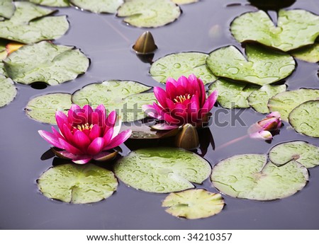 Pond with the blossoming pink lilies, reflecting clouds and the sun buds, pair