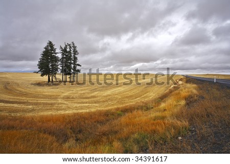Some trees in fields after a harvest. It will be soon thunder-storm