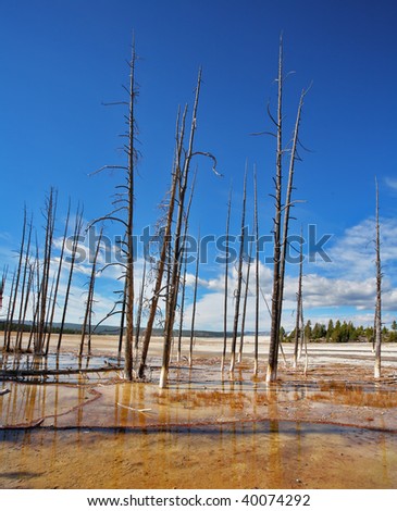 The dried up trunks of trees on a surface of hot thermal mineral lakes
