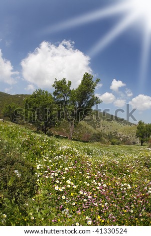The sparkling spring sun and blossoming hills of the Mediterranean