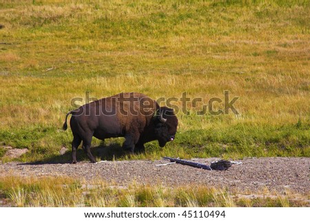 Huge Bison