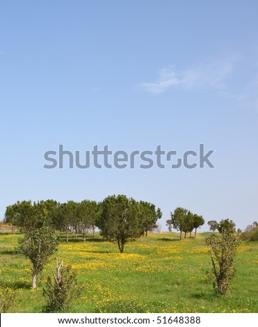 Spring in southern areas of Israel. Fields and meadows with a green grass, trees and the pure blue sky