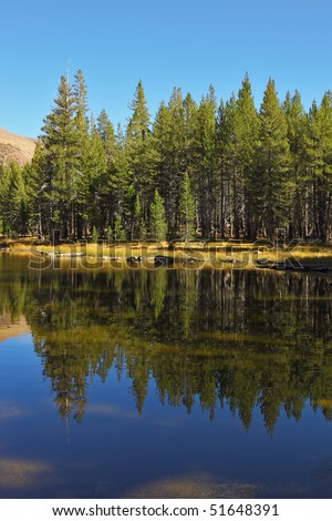 Forest is reflected in charming superficial lake.
