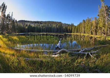 Early clear autumn morning. Snags, stubs and dry trees on coast of lake in mountains Yosemite national park