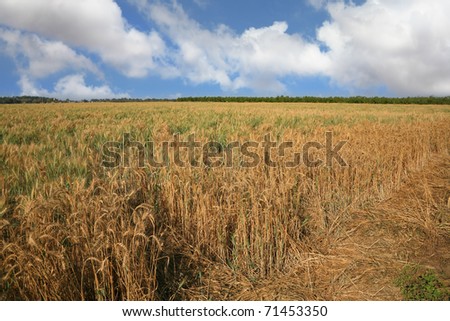 The big yellow field before harvesting. Israel, the first spring crop
