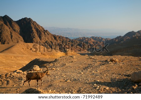 Wild goat - leader of the flock in the Eilat Mountains