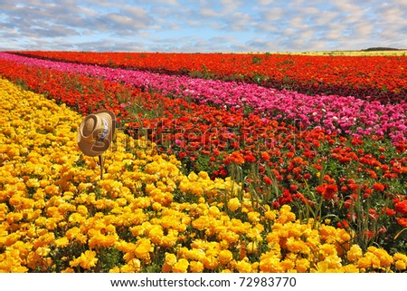 Fashionable ladies\' straw hat left on the field of flowers. Field belongs to the farm-growing buttercups-ranunculus for export
