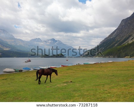 Sleek thoroughbred bay horse grazing near the moored yachts