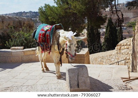 The white donkey in an ancient harness poses for tourists. Jerusalem, Christian quarter