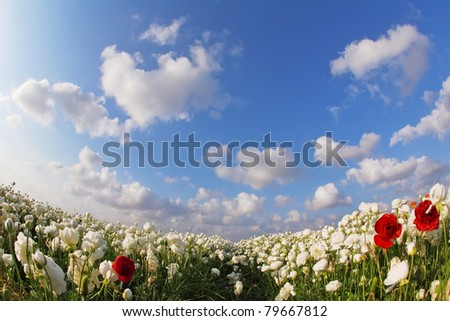 The magnificent spring field of blossoming white and red flowers photographed by a lens \