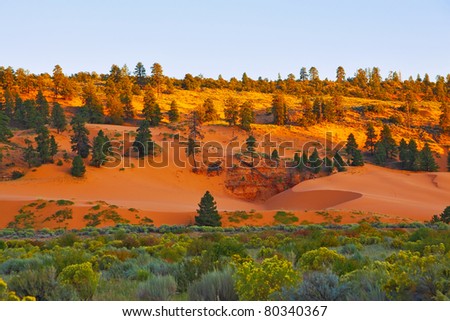 State Park Coral Pink Dunes at sunset. Delicate colors and shadows