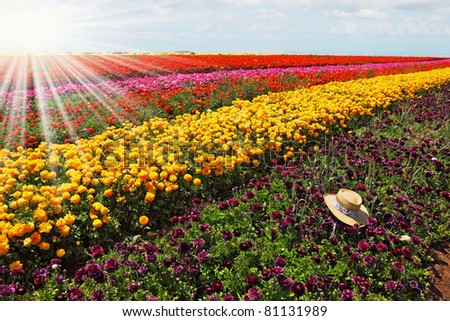 Drawn shining sun with sharp beams shines multi-color flower field