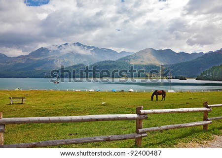 The well-cared bay horse is grazed behind a fencing on coast of mountain lake.