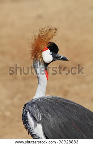 Elegant and graceful bird with magnificent plumage crest on the head. Park safari in Tel Aviv.