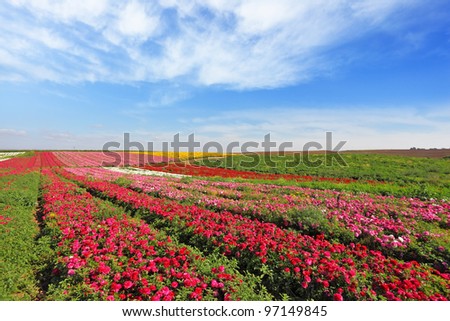 Magic spring. Vast fields of red flowers Ranunculus. Flowers are grown for export